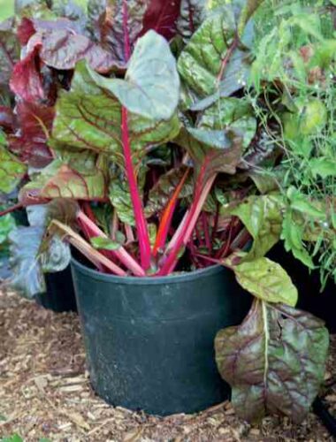 Cheap Gardening Containers: How to Find and Use Them